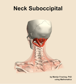 Muscles of the suboccipital compartment of the neck - orientation 4