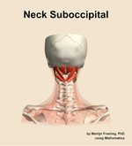 Muscles of the suboccipital compartment of the neck - orientation 5