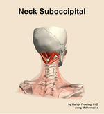 Muscles of the suboccipital compartment of the neck - orientation 6