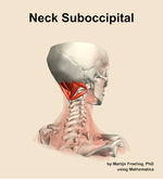 Muscles of the suboccipital compartment of the neck - orientation 7