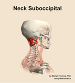 Muscles of the suboccipital compartment of the neck - orientation 8