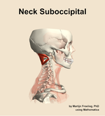 Muscles of the suboccipital compartment of the neck - orientation 9