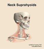 Muscles of the suprahyoids compartment of the neck - orientation 11