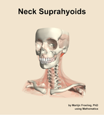 Muscles of the suprahyoids compartment of the neck - orientation 14