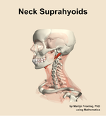 Muscles of the suprahyoids compartment of the neck - orientation 16
