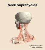 Muscles of the suprahyoids compartment of the neck - orientation 3