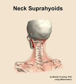 Muscles of the suprahyoids compartment of the neck - orientation 4