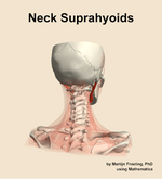 Muscles of the suprahyoids compartment of the neck - orientation 6