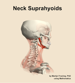 Muscles of the suprahyoids compartment of the neck - orientation 8