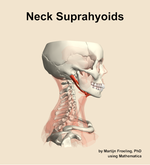 Muscles of the suprahyoids compartment of the neck - orientation 9