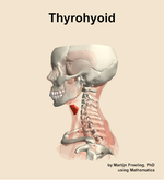 The thyrohyoid muscle of the neck - orientation 1