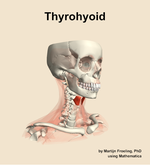 The thyrohyoid muscle of the neck - orientation 11
