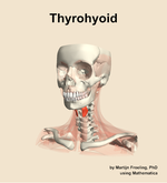 The thyrohyoid muscle of the neck - orientation 14