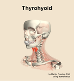 The thyrohyoid muscle of the neck - orientation 15