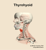 The thyrohyoid muscle of the neck - orientation 16