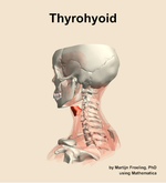 The thyrohyoid muscle of the neck - orientation 2