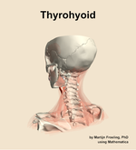 The thyrohyoid muscle of the neck - orientation 3