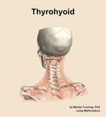 The thyrohyoid muscle of the neck - orientation 4