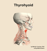 The thyrohyoid muscle of the neck - orientation 9
