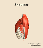Muscles of the Shoulder - orientation 1