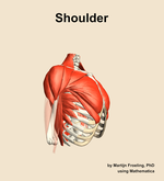 Muscles of the Shoulder - orientation 10