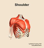 Muscles of the Shoulder - orientation 11