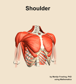 Muscles of the Shoulder - orientation 12