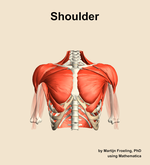 Muscles of the Shoulder - orientation 13