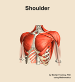 Muscles of the Shoulder - orientation 14