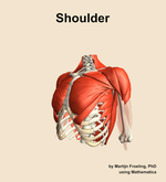 Muscles of the Shoulder - orientation 15