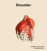 Muscles of the Shoulder - orientation 16