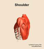 Muscles of the Shoulder - orientation 2