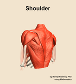 Muscles of the Shoulder - orientation 3