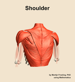 Muscles of the Shoulder - orientation 4