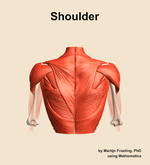 Muscles of the Shoulder - orientation 5
