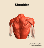 Muscles of the Shoulder - orientation 6