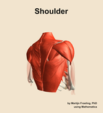 Muscles of the Shoulder - orientation 7