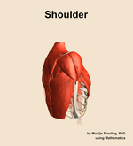 Muscles of the Shoulder - orientation 8