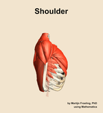 Muscles of the Shoulder - orientation 9