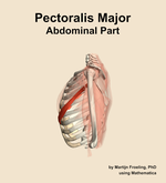 The abdominal part of the pectoralis major muscle of the shoulder - orientation 1
