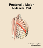 The abdominal part of the pectoralis major muscle of the shoulder - orientation 10