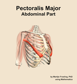 The abdominal part of the pectoralis major muscle of the shoulder - orientation 11