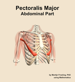 The abdominal part of the pectoralis major muscle of the shoulder - orientation 12