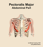 The abdominal part of the pectoralis major muscle of the shoulder - orientation 13