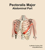 The abdominal part of the pectoralis major muscle of the shoulder - orientation 14
