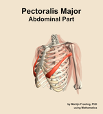 The abdominal part of the pectoralis major muscle of the shoulder - orientation 15