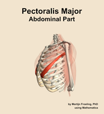 The abdominal part of the pectoralis major muscle of the shoulder - orientation 16
