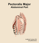 The abdominal part of the pectoralis major muscle of the shoulder - orientation 2