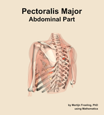 The abdominal part of the pectoralis major muscle of the shoulder - orientation 3