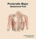 The abdominal part of the pectoralis major muscle of the shoulder - orientation 4